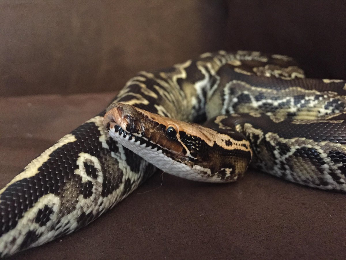sonoranpythons's tweet image. Our 0.1 Sumatran Short Tail here @sonoranpythons #sumatranshorttailpython #blackbetty