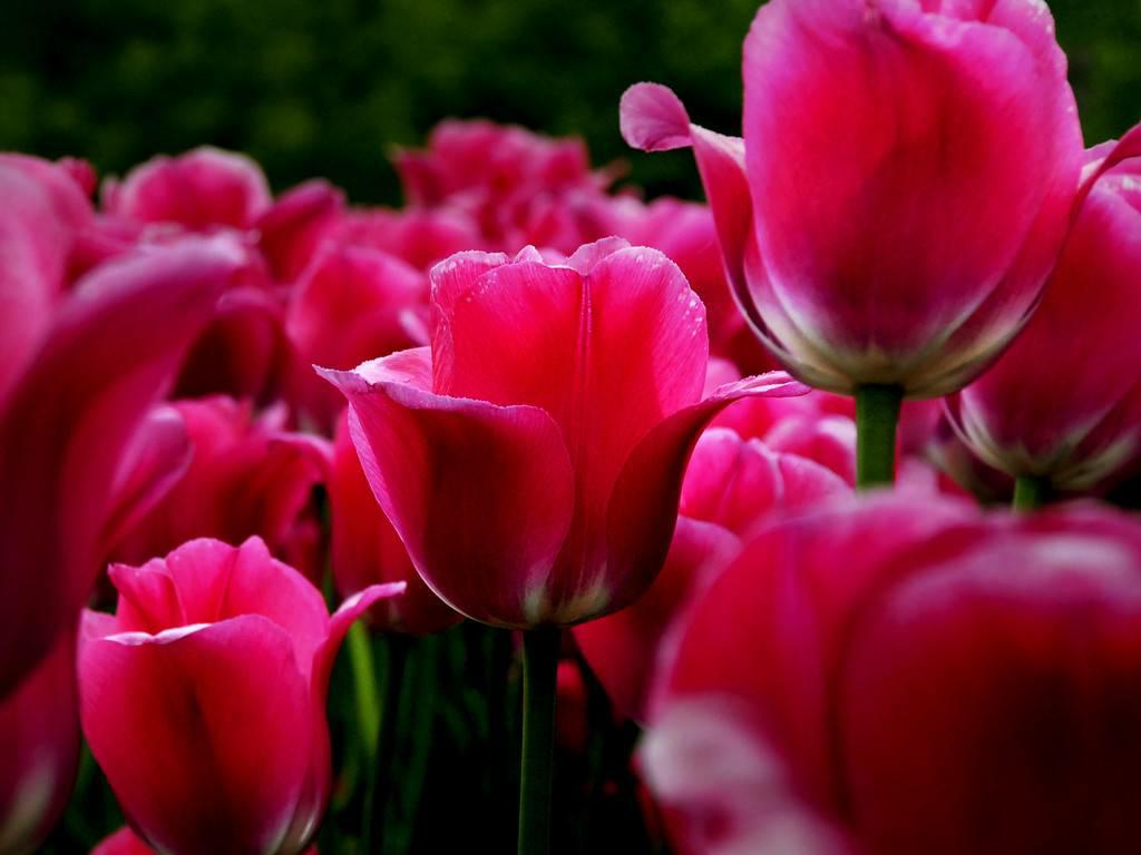 JeanphilippV's tweet photo. @Cris66menhir Bonjour Cristelle je te souhaite une belle journée bises http://t.co/2vJFxdcAmN