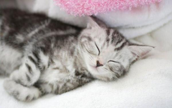 한 숨 돌리는 수면시간, 2시 반이다냥