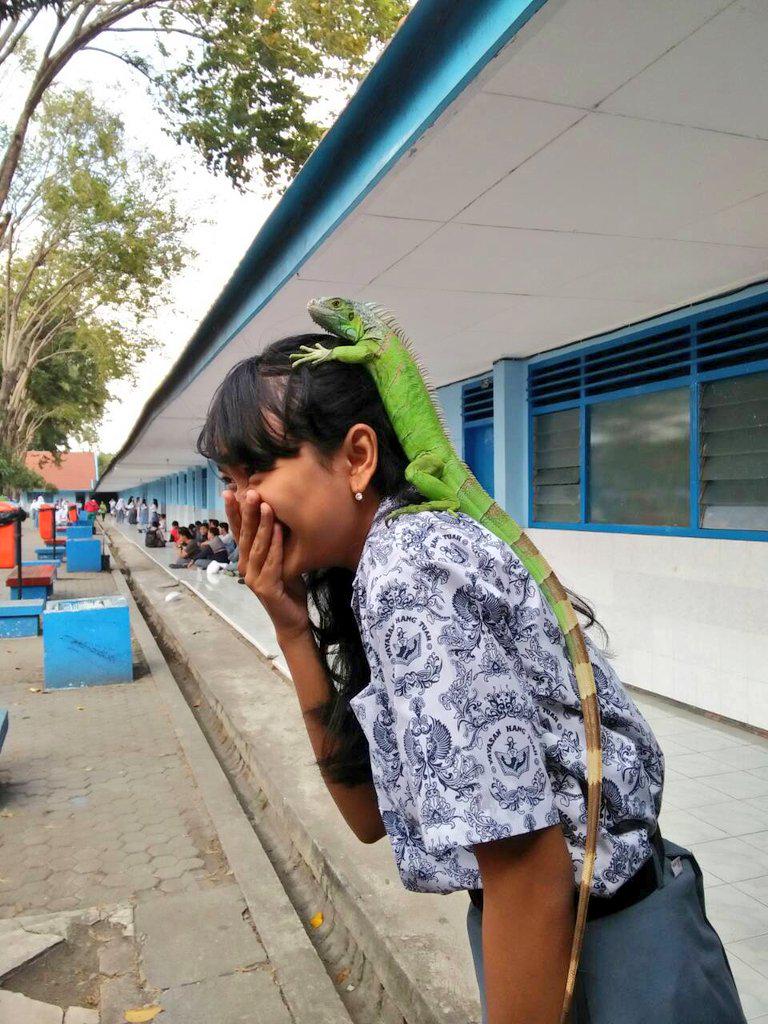 iguana cantik iguana cantik