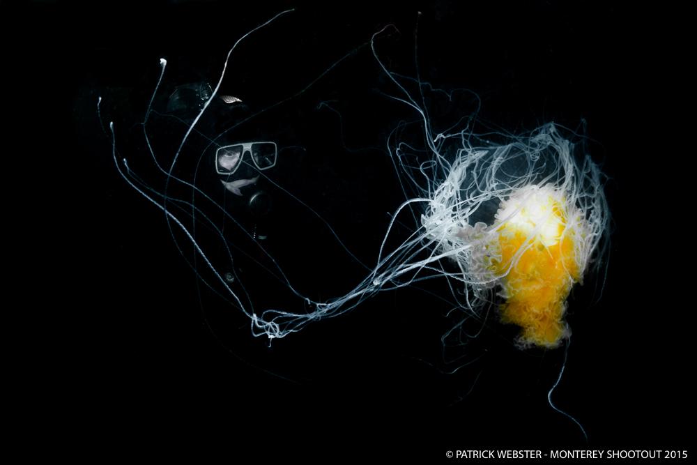 BackscatterUW's tweet photo. Congrats #MontereyShootout2015 intermediate winners! #underwaterphotography #coldwaterdiving http://t.co/Y0OR4eKHo1