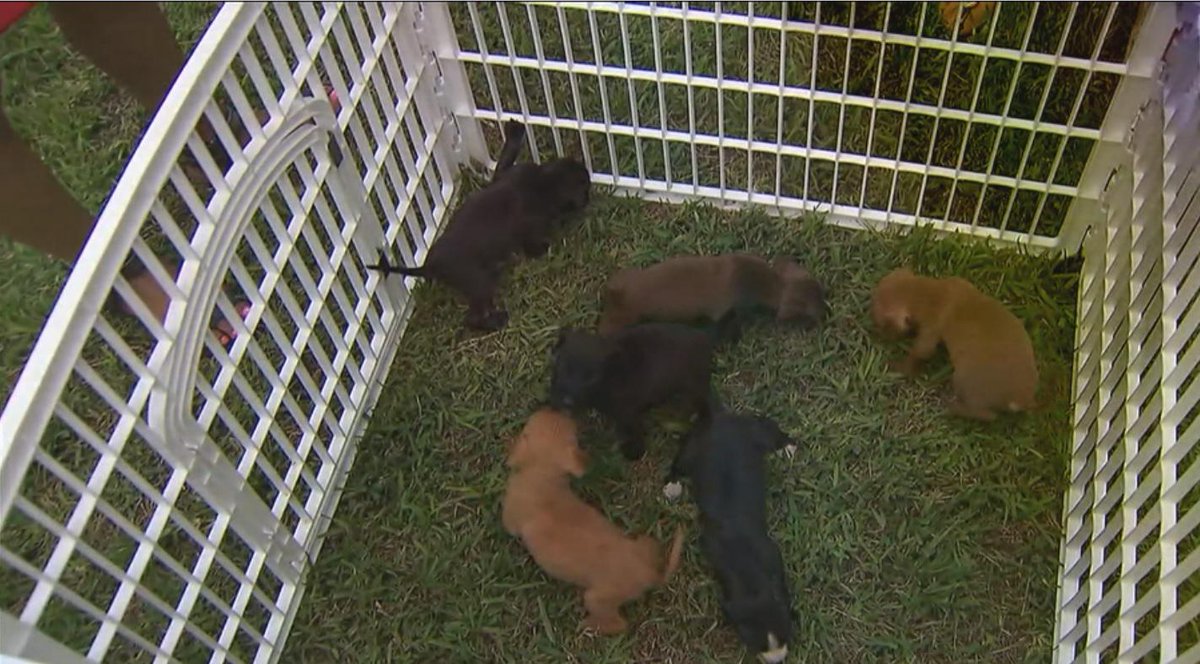 PUPPIES DUMPED: Eight puppies were found in a trash bag on the side of the road bit.ly/1DSzlwx?utm_so… http://t.co/LPZJVMH5Z4