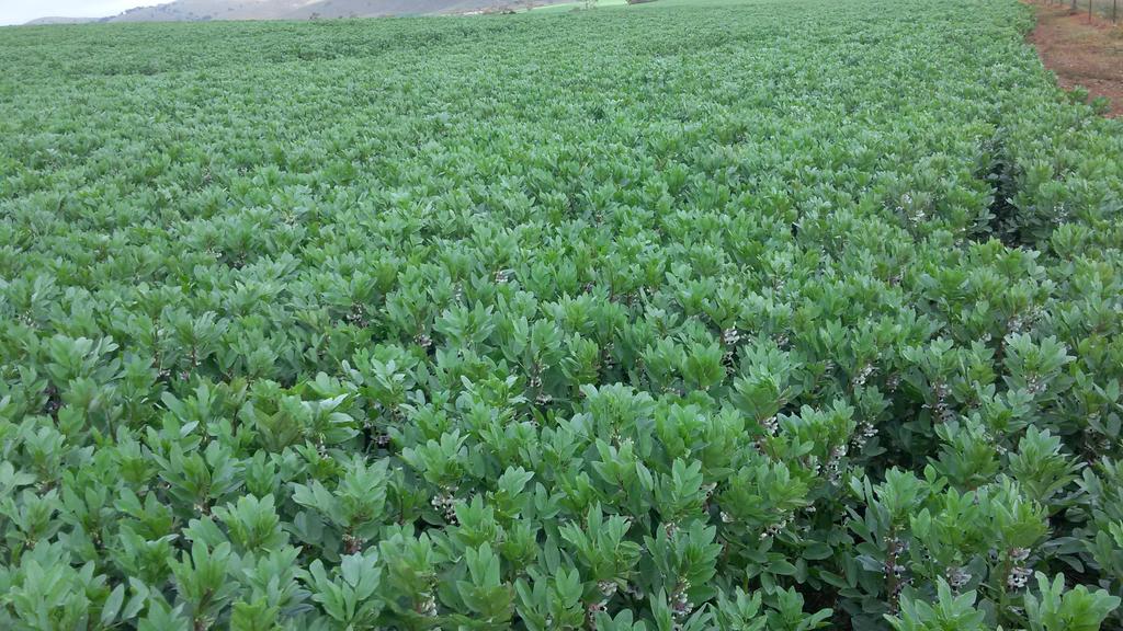 rootbootfarmer's tweet image. #faba beans #rootboot first pods
