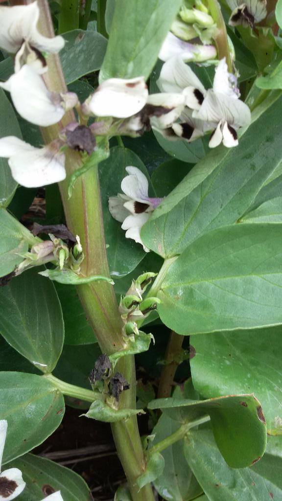 rootbootfarmer's tweet image. #faba beans #rootboot first pods