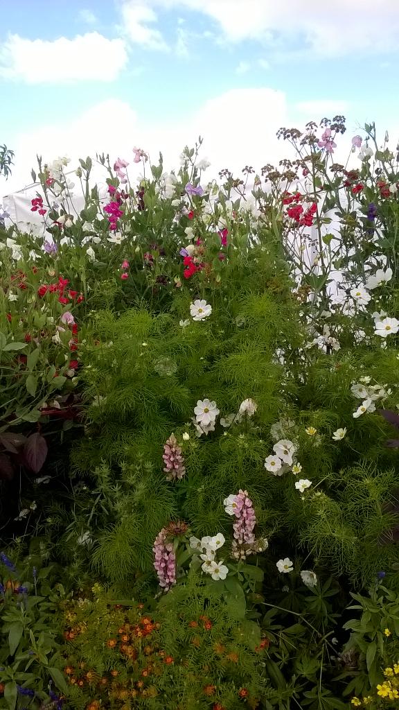 pennyattwood's tweet photo. @rivercottage beautiful day! @EnglishSaffron gin here today! Beautiful @MellorWare mugs &amp; t towels http://t.co/j45TDUpqve