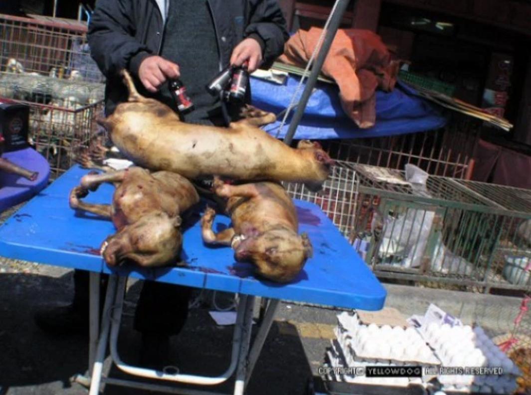 ARTICLE About #MORANMARKET #Southkorea TERRIBLE DOGS-CATS / PUPPIES MEAT TRADE! #stopcruelty koreabang.com/2012/stories/p…