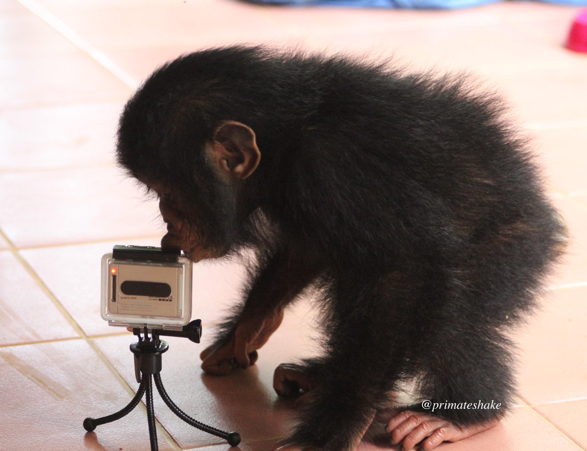 Primateshake's tweet photo. Our film of @ApeActionAfrica's #babychimp Cazza has been got a lot of love, here she is giving some back to @GoProUK http://t.co/55UcxKmJnH