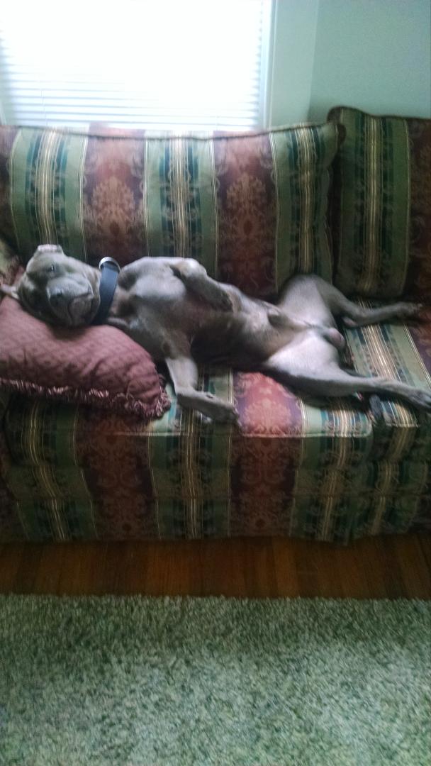 Bane says I got 99 problems!  #Pitbull life #Spoiled#Dogsevenchillonrainydays