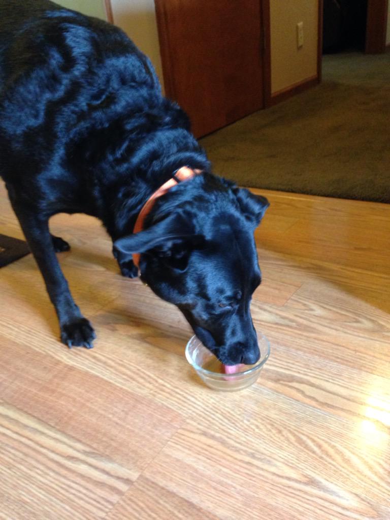 Craftbeer23's tweet photo. @threedogindy treats + @Flat12Bierwerks #12paws beer = one spoiled dog http://t.co/cHQHc3GJPA