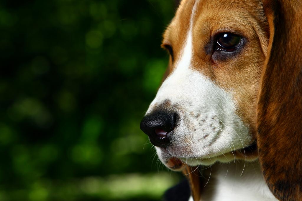 Laura_Conti_'s tweet image. I #vote @beaglefreedom #UpgradeYourWorld !! ❤🌟