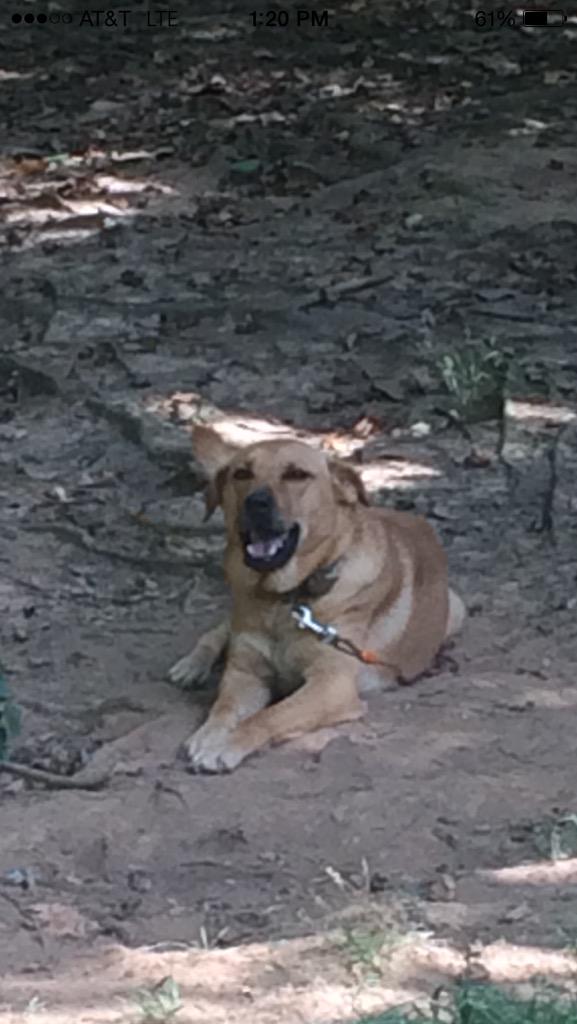 JWOBofficial's tweet photo. Need home for our dogs,  bro n sis 5 years 7 months old http://t.co/av7jQvne0X