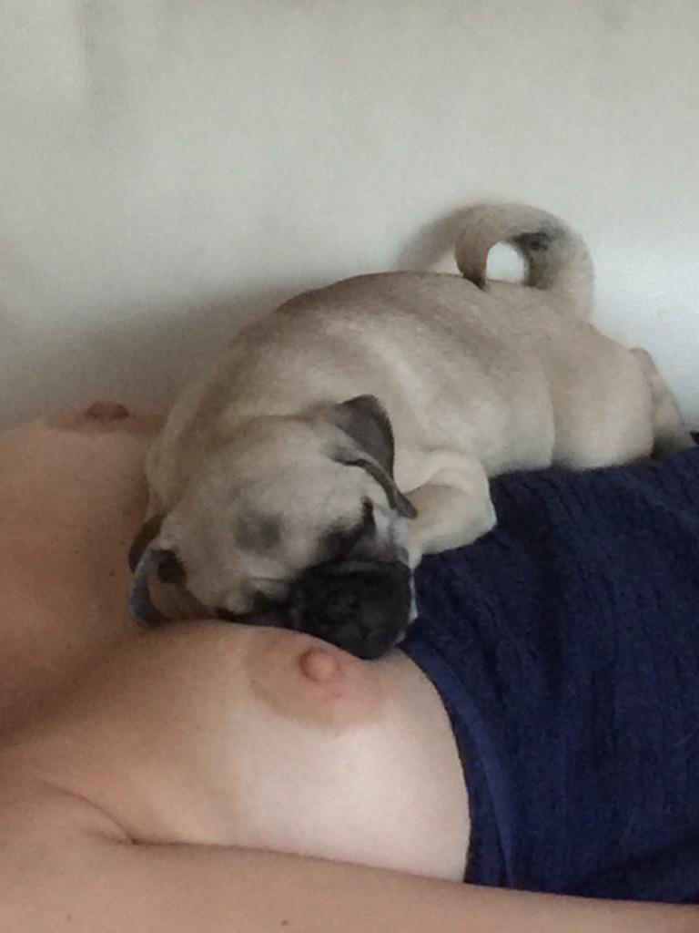titzcity's tweet photo. This should go #viral! #tits #boobs #pug http://t.co/bQ2AInJhQG