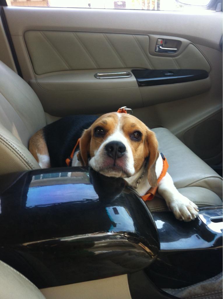 CurfewBeagle's tweet image. I #vote for @beaglefreedom #UpgradeYourWorld