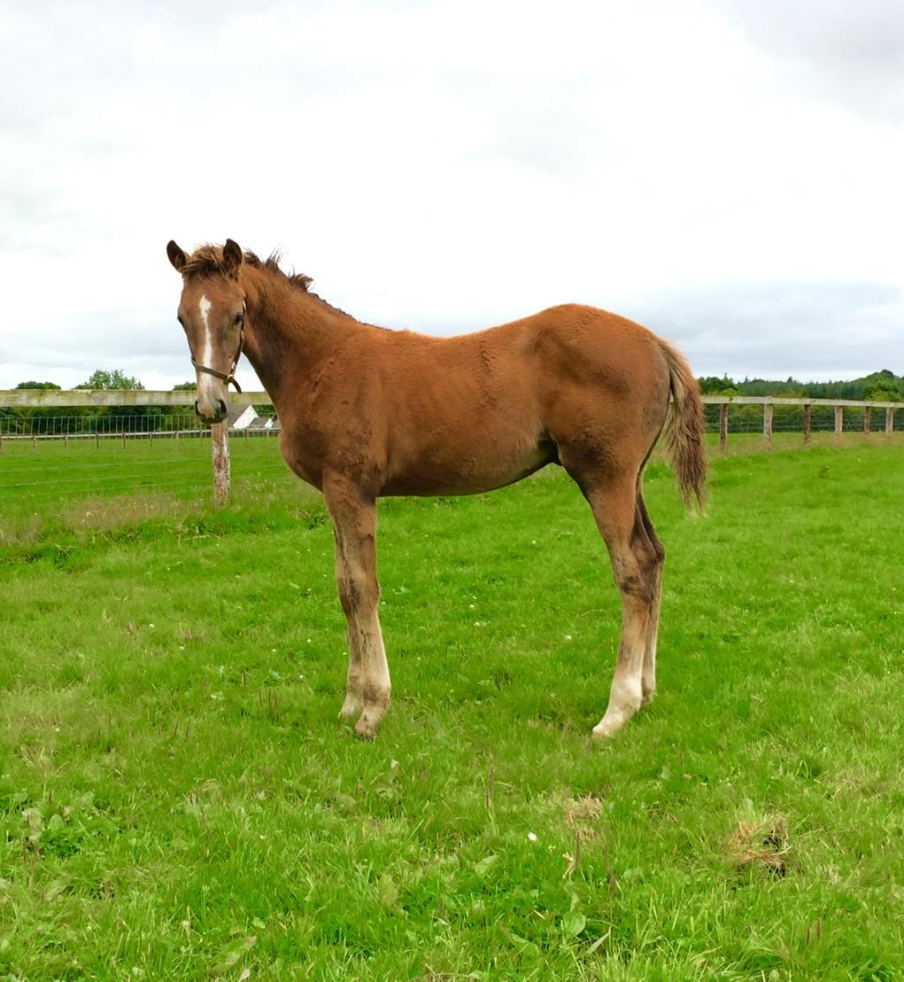 seanAJfla's tweet photo. Esker Lodge's colt by Mastercraftsman ex Teide Lady from the family of #AgentMurphy #BlueBayou #Moheet #FamilyOnFire http://t.co/IOxyFlVVbw