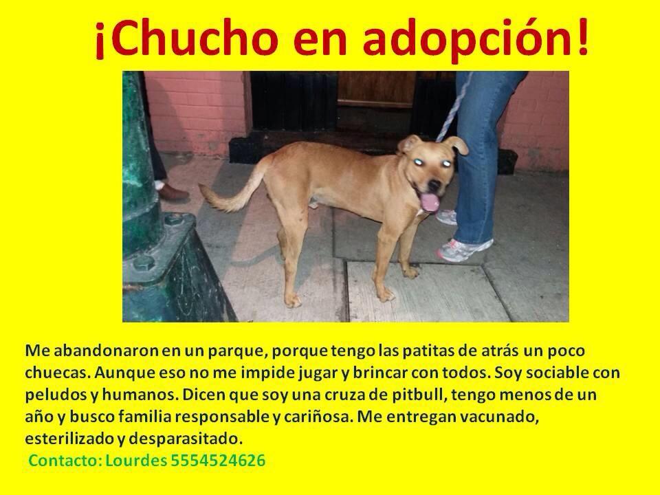 #adopta <a href="/MundoPatitas/">Mundo Patitas AC</a> <a href="/MiMixcoac/">Todo por Mixcoac</a> <a href="/SPedroDLosPinos/">San Pedro de Los Pinos</a> @ElPerroCriollo <a href="/PrrosPerdidosMX/">PerrosPerdidosMx</a> Busca hogar definitivo, difunde