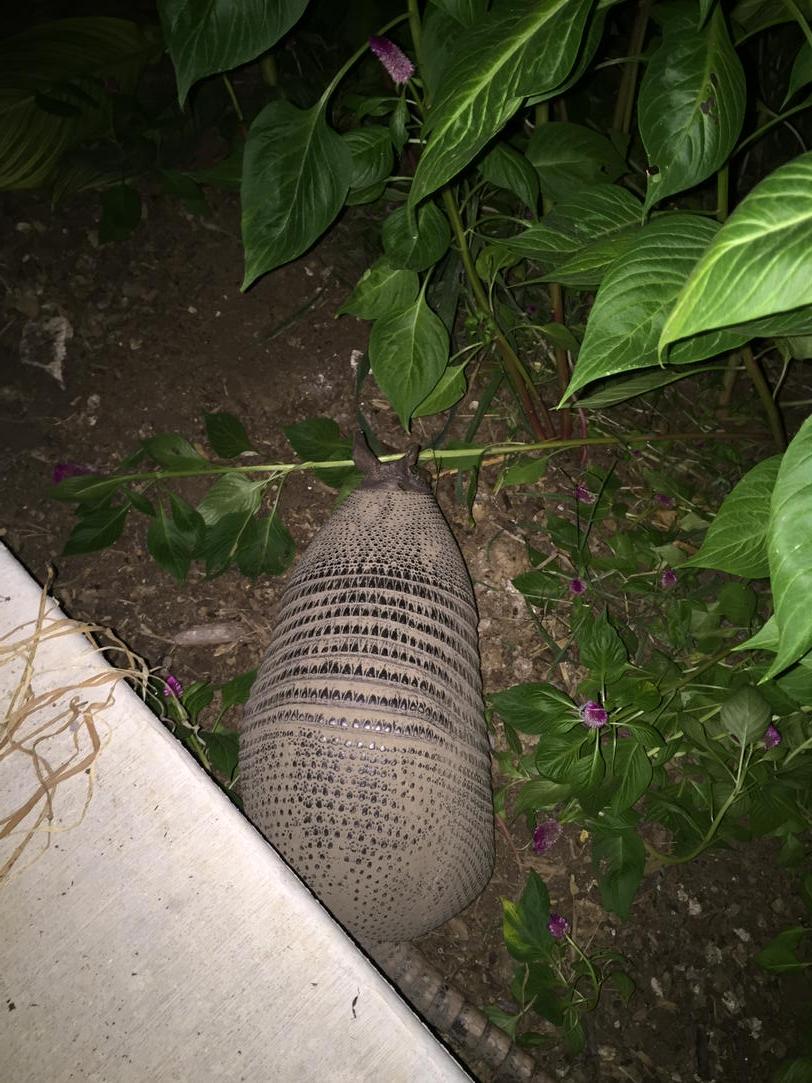 sunshinefarm795's tweet photo. This was in front yard last nite when Zach came home http://t.co/jmXbgT7rxt
