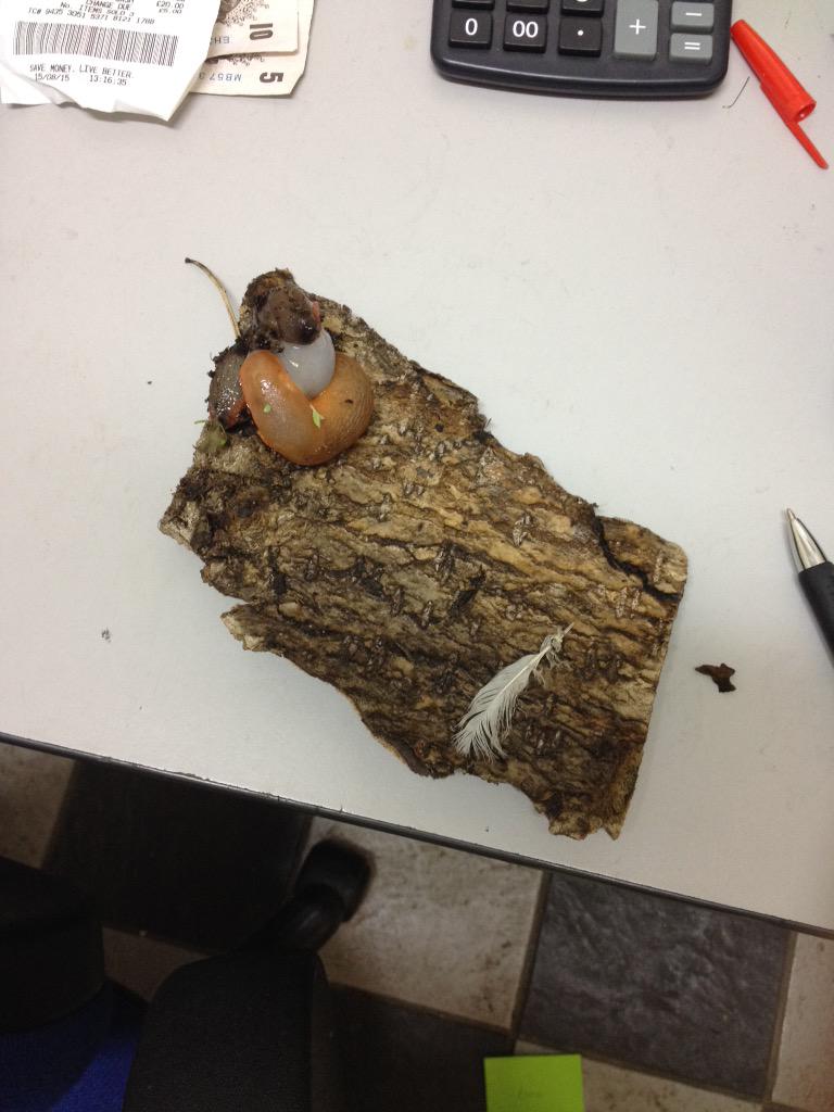 deanimartini's tweet photo. These are the kind of presents I turn up to in work @pedrogingerbear http://t.co/mQn36QBkf6