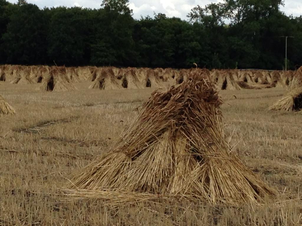 wellesleytales's tweet photo. Lots to see this pm #dogwalk #countryside #wheat #poppies #thatchingstraw http://t.co/mKDh4PcQCQ