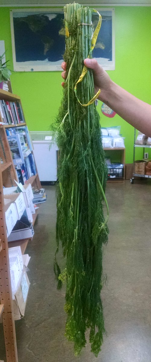EGSCafe's tweet image. Dill by the yard! $1.99 Locally grown #Organic #ShopLocal