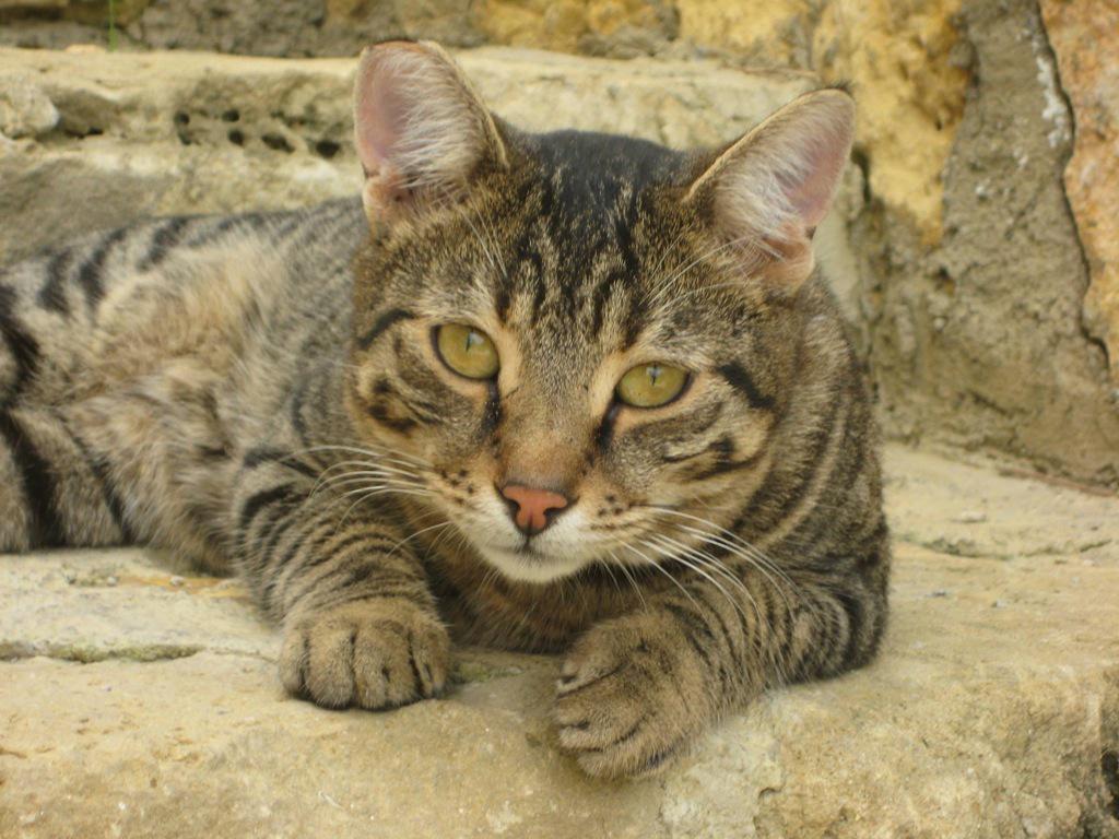 Kann man Schönheit essen und trinken?  hautretter.info/kann-man-schoe…  Ich sage JA ...