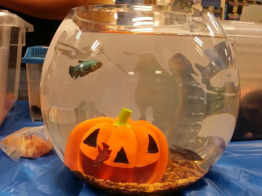 OBX_PetSmart's tweet photo. We're meeting the pets today! Pet and play with all your favorite pets until 12!
#welovepets #petsmart #obx http://t.co/NDP5mVVdbI