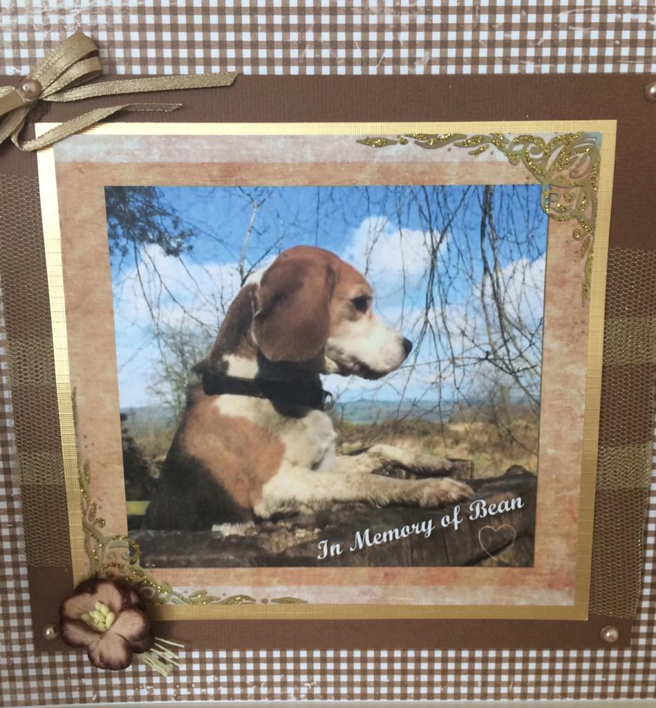 BeagleMum78's tweet image. To everyone who contributed to my beautiful card, thank you...I am truly humbled at the amount of love for my girl 💕
