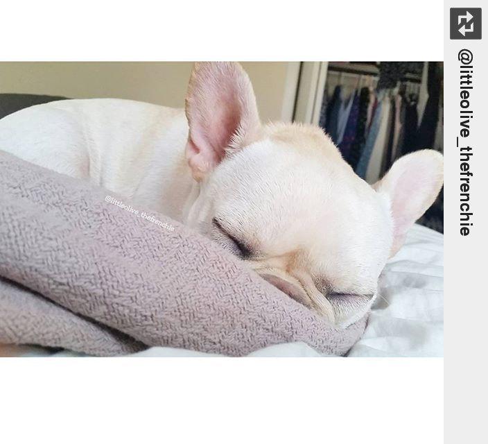 IngloriousDogs's tweet photo. Saturday vibes π΄ #droolfactory #puppylove #ingloriousdogs http://t.co/eG92de8wPT