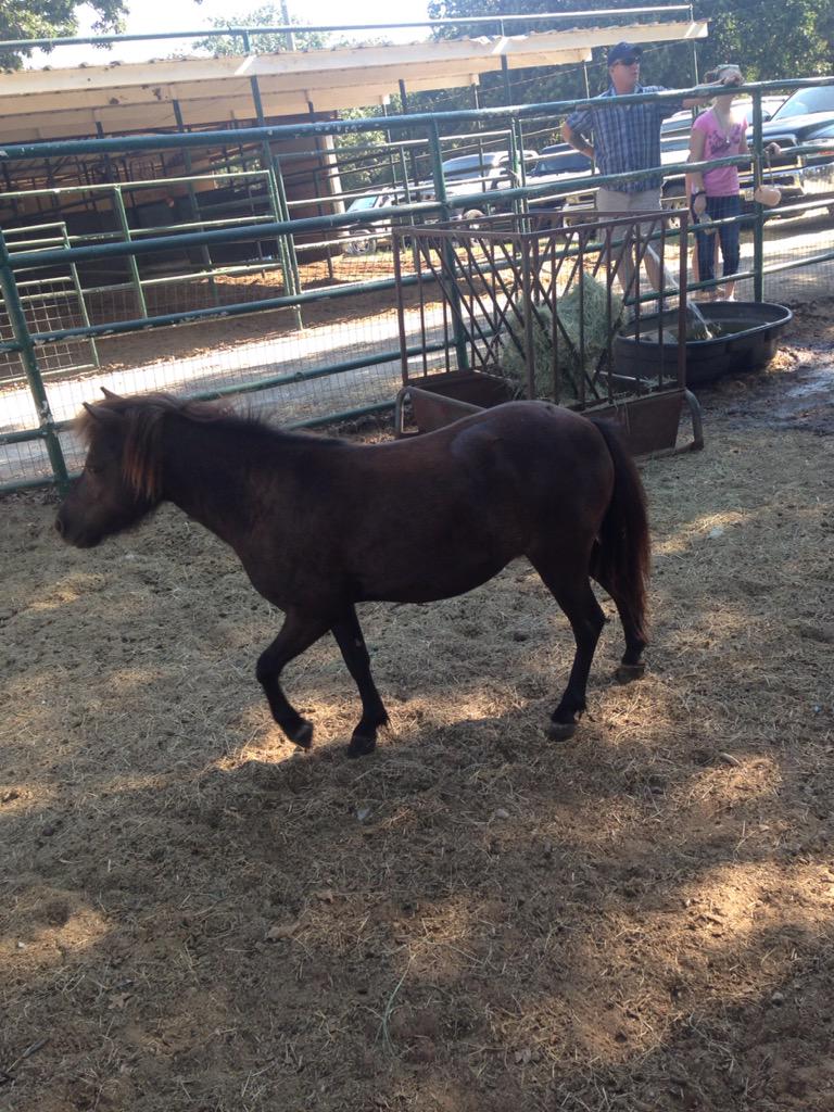 #ClearTheShelters #CTSDFW #PARKERCOUNTY