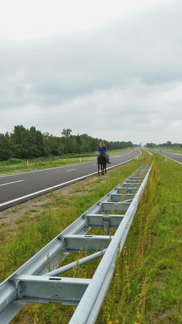 StevenZwart's tweet photo. Huhhhh..... zie ik nou echt een paard over de snelweg lopen  @centraleas #afslag #Broeksterwâld #hetkannunog ;) http://t.co/pJ7SyoVm6S