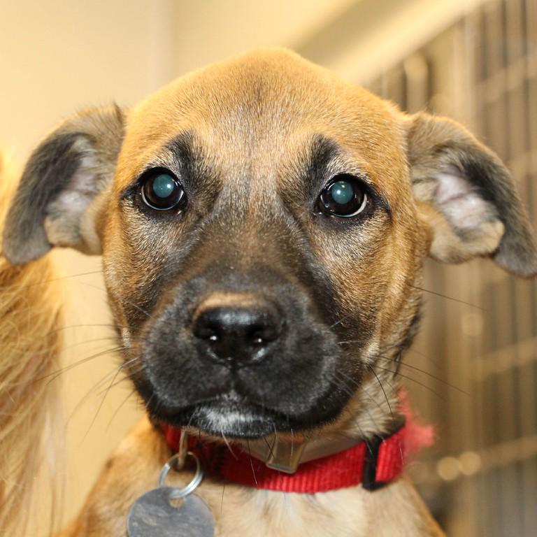 AnimalLeague's tweet photo. Meet Wanda! One of our #ClearTheShelter pups available for adoption today from 10am-10pm! http://t.co/5ajXboLJLL http://t.co/N8BjPYt0X4