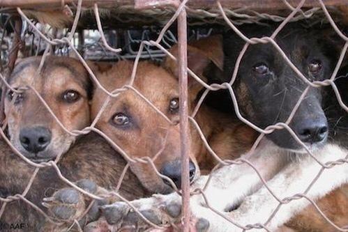 TWEETSHEET ANYTIME ➡TO SHARE CRUELTY ON PETS IN #SouthKorea ➡SEND ALL TWEETS IN THE DOC sites.google.com/site/stopkorea…