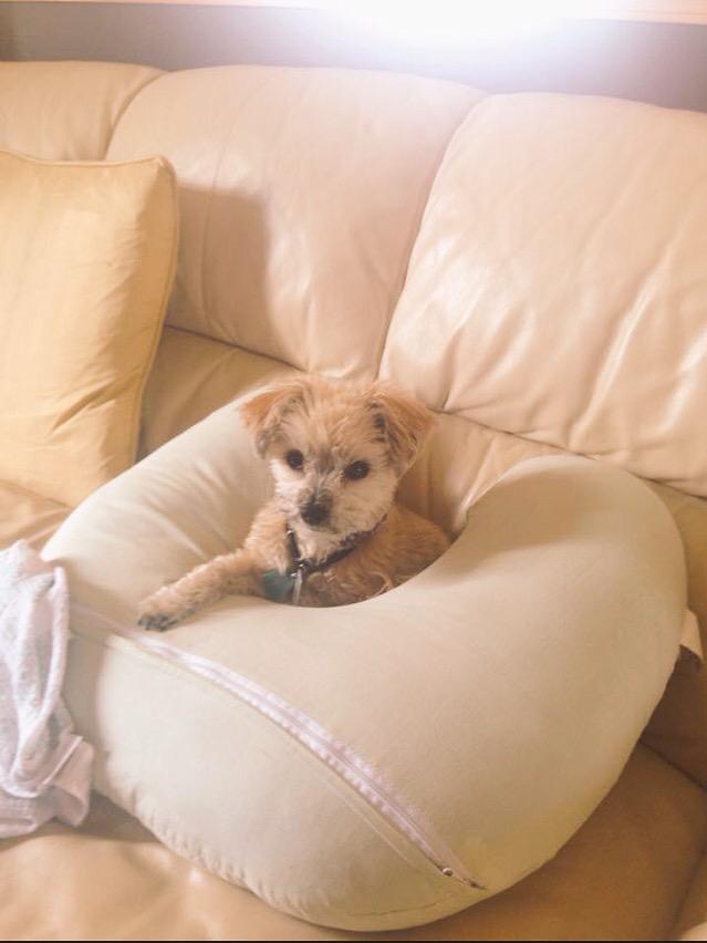 RachelMiller84's tweet photo. @YYCLostPet Jessie went missing last night 6 kms west of Okotoks near 64 street.  403-608-0943 or 403-880-4384. http://t.co/eaRvfmXxcF