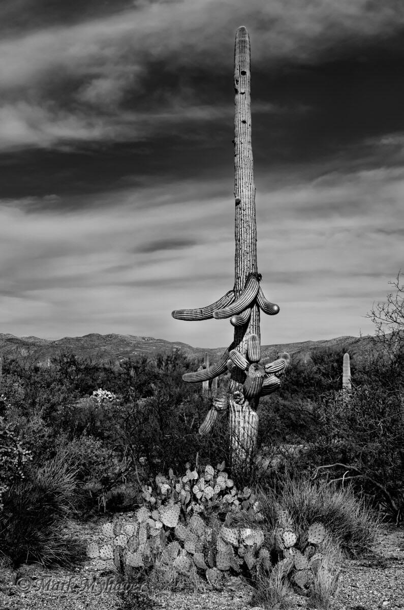 Myhaverphoto's tweet photo. "Ichabod BW" #photography by Mark Myhaver #myhaverphotography #art http://t.co/apS7GYY7jU http://t.co/lyvIahl2h9