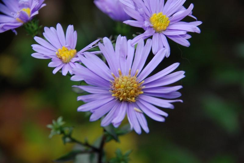 RarePlantFair's tweet photo. Autumn perennials that are great for wildlife - read Jenny Spiller's article at http://t.co/93D0AIKyb2 @KILVERCOURT http://t.co/60iQUuRXBZ