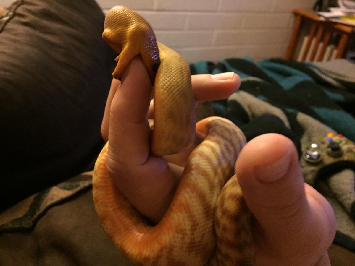 sonoranpythons's tweet image. Kisses from our #womapython