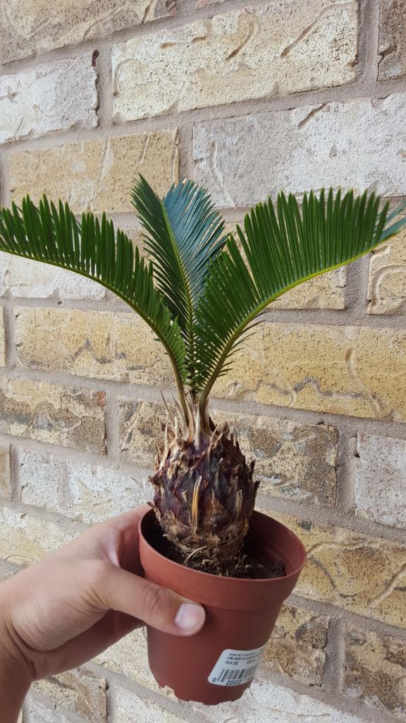 Sebastian_Tin's tweet photo. @Sebastian_Tin so I got myself this little bonsai palm tree 🌴 http://t.co/XxUJOYFPYT