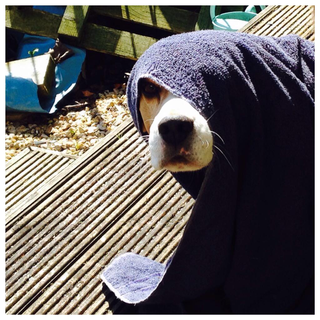 beagle_ralph's tweet image. Peekaboo