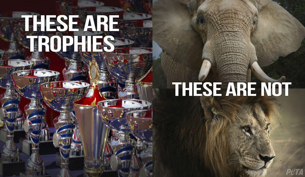 peta's tweet photo. HELP! @FedEx &amp; @UPS are helping trophy hunters by transporting dead bodies. Tell them to STOP: http://t.co/bSKudAOBWk http://t.co/C2daWpyPjL