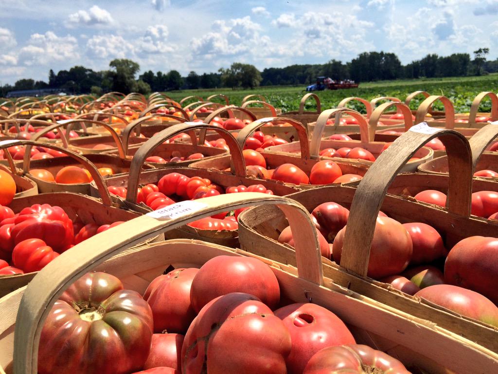 🍅Tomato Festival! #concord #farm #eatclean #veganfoodshare #salsa #wholefoods #heirloom #eeeeats