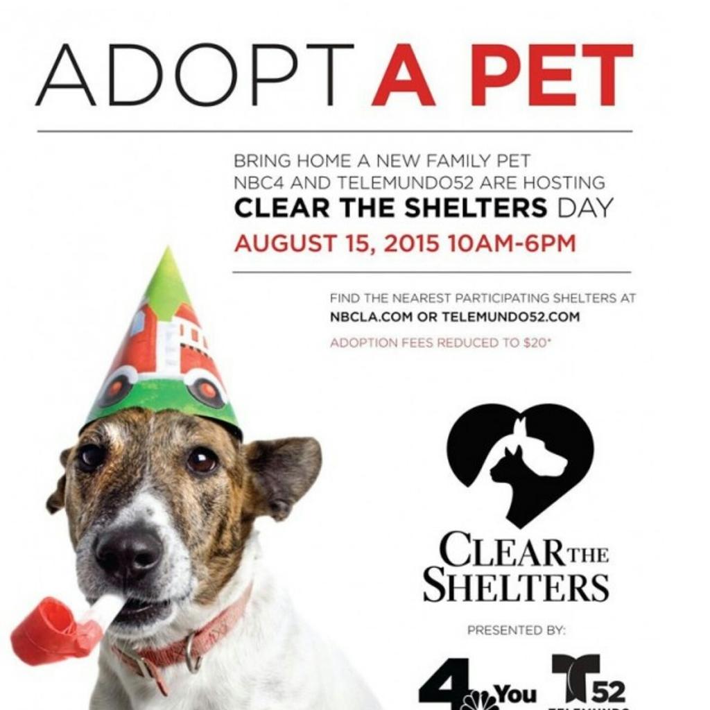 nhdgal's tweet photo. Clear The Shelters Day is today
Adopt a pet today for only $20 to adopt a dog and only $5 to a adopt a car. http://t.co/T0TGWaXfnJ