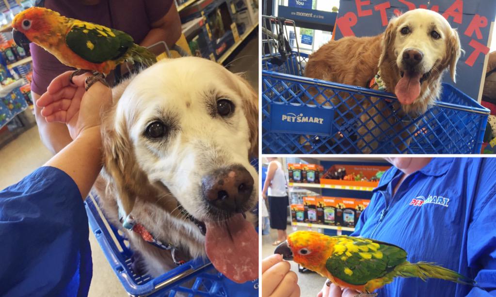 GoldenWoofs's tweet photo. Golden FUN! at @PetSmart #PSMeetThePets πΎ #smallpets http://t.co/odknRNRMQi