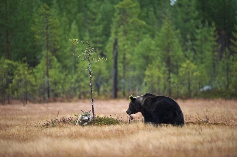 monde_biodi's tweet photo. Cet ours et ce loup sont les meilleurs amis du monde
Ils jouent, chassent et vivent ensemble http://t.co/Tmy3bWS0GX