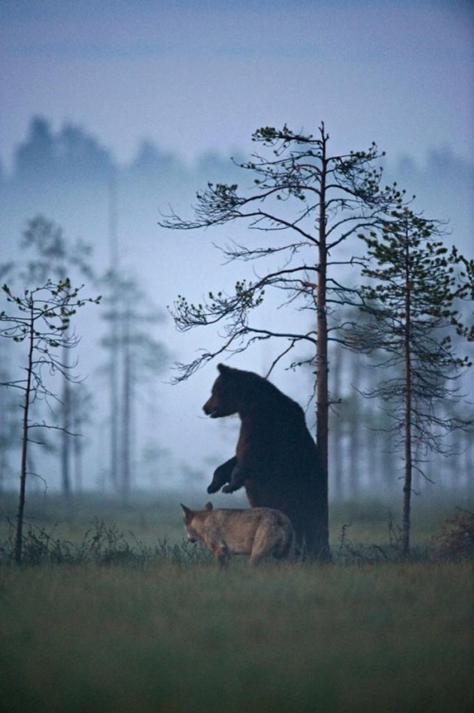 monde_biodi's tweet photo. Cet ours et ce loup sont les meilleurs amis du monde
Ils jouent, chassent et vivent ensemble http://t.co/Tmy3bWS0GX