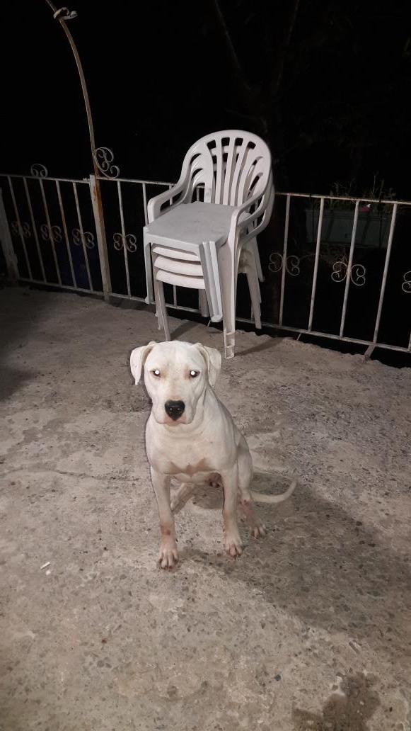 Pitbull $ Maya $ Dogo Arjantin Linda
#pitbulseverler 
#petistanbul 
#pitbulls