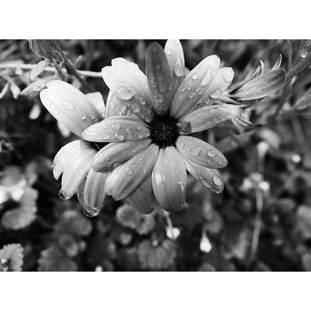 MorriganCora's tweet photo. #bnw #bwlover #bwphoto #blackandwhite #bwphotography #instabw #igbw #vsco #igvsco #flower … http://t.co/JtbYL8x90R http://t.co/b5kQOF6xRH