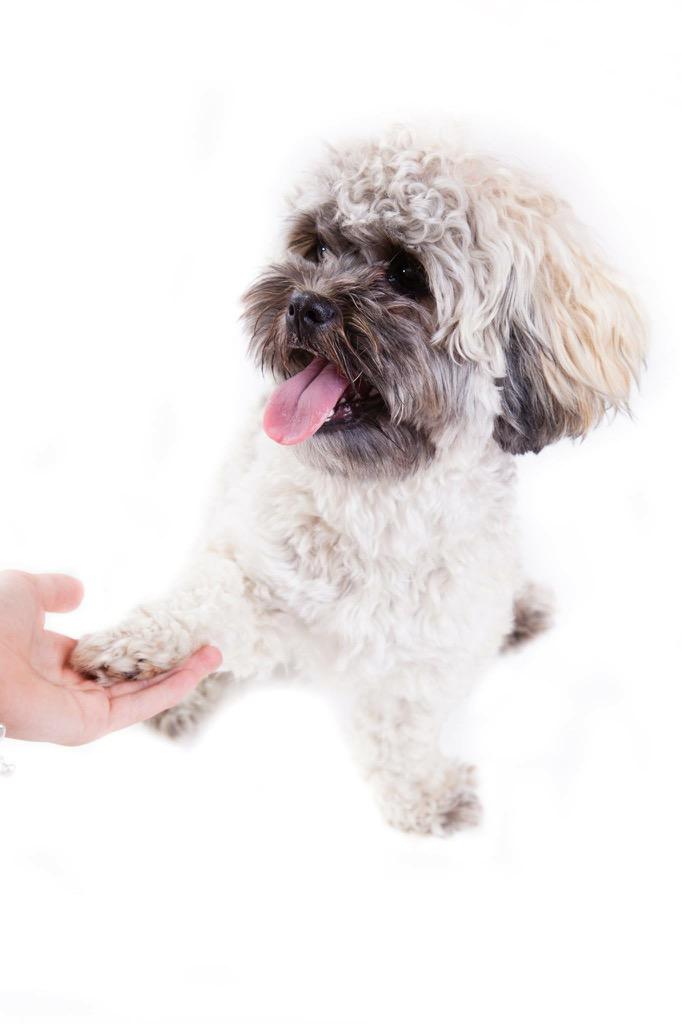mltibbles's tweet photo. What a cute Modle #dog #photography http://t.co/zrcAhBK0DQ