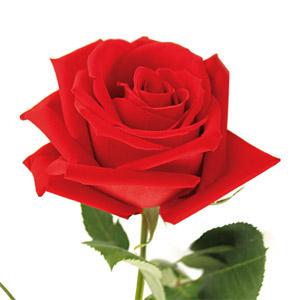 LilDeVilOUAS's tweet image. *Gives this to @GrannyOUAS for attempting to be awesome despite Ursula's rudeness*