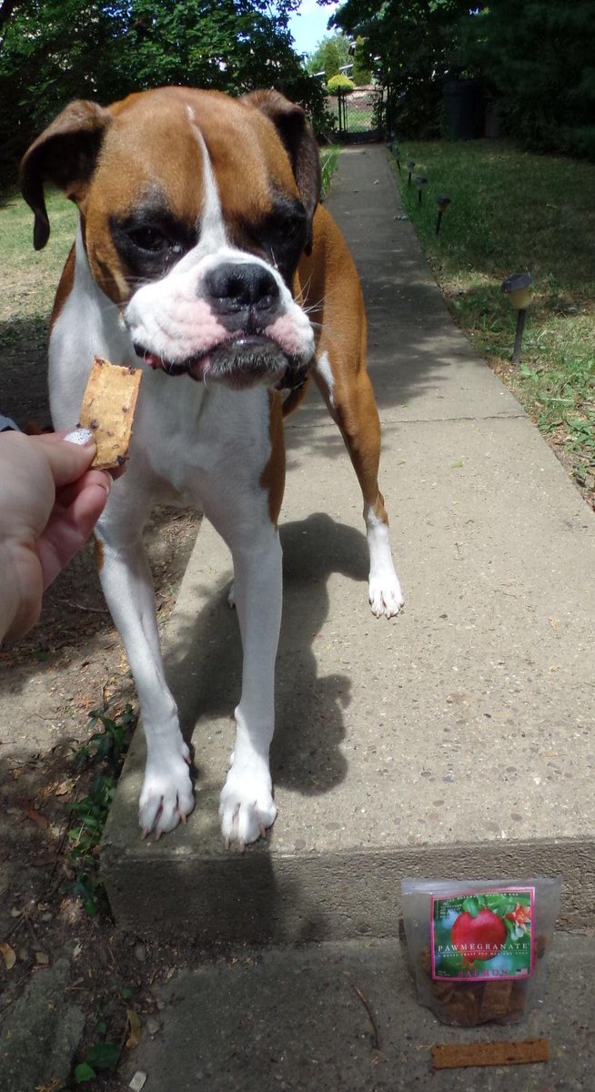 Neptune Blogging Boxer tweet media