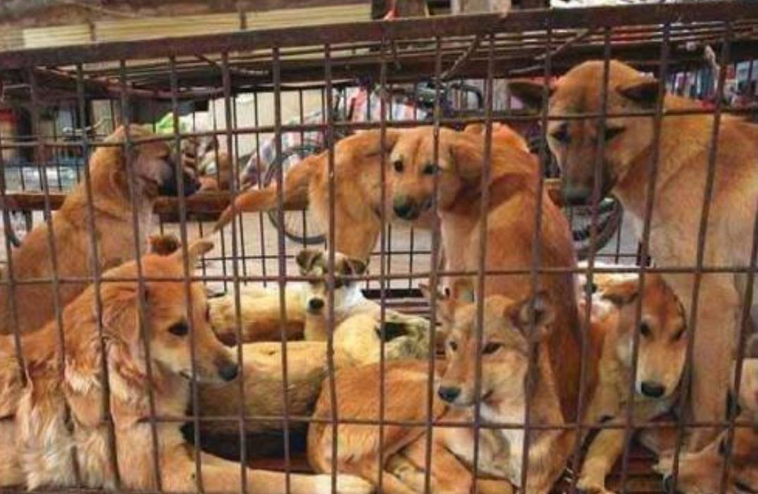 Собаки в корее для еды. Фестиваль поедания собак в китае. Город юйлинь фестиваль собачьего мяса. Собаки в корее для еды. Нуреонги порода.