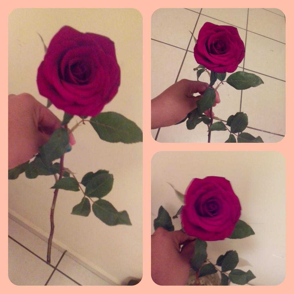 07_07c's tweet photo. Una rosa cualquiera pero con un amor extraordinario fui florista :3 http://t.co/GC87yzzwSN